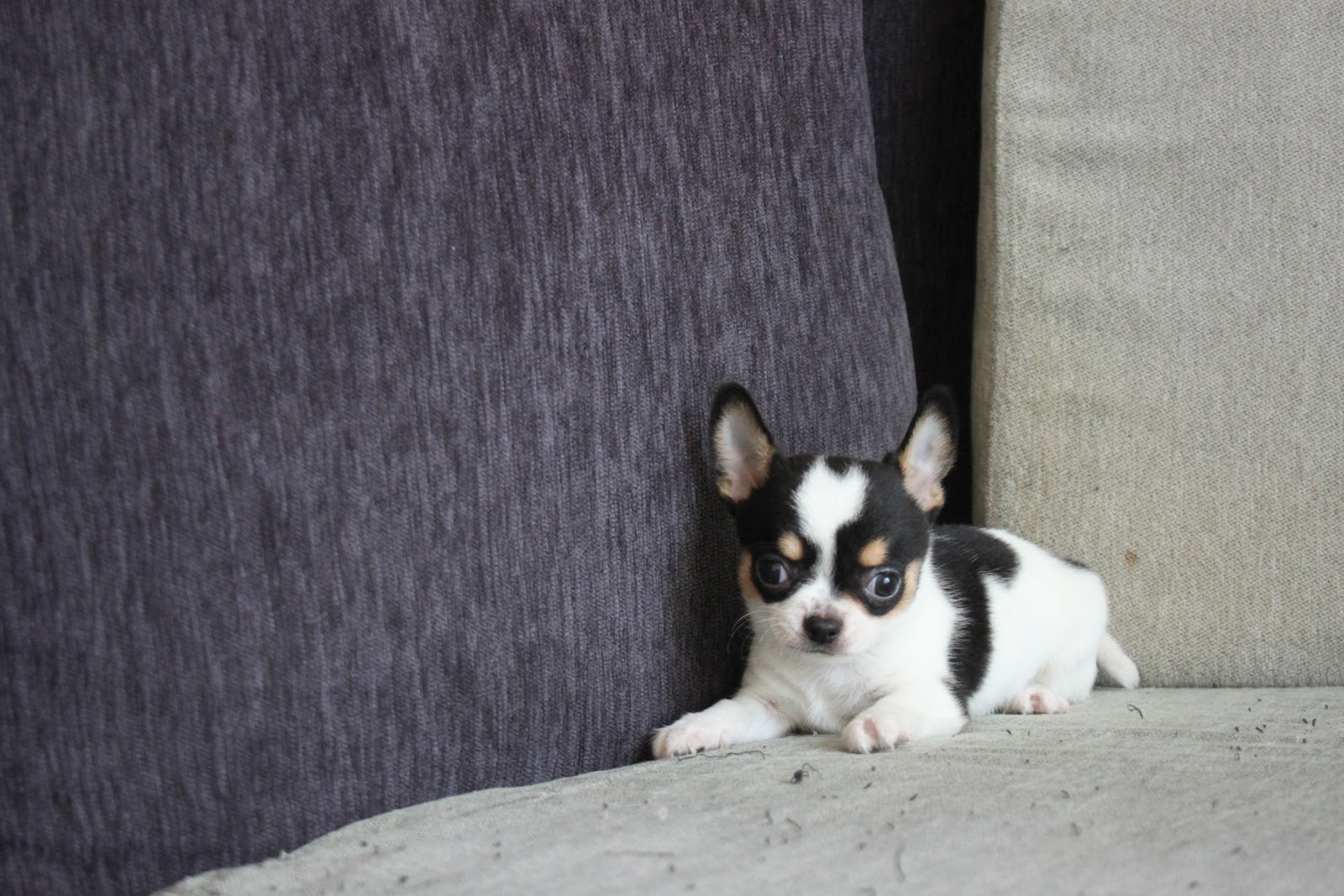 12/23出生 優質迷你短毛吉娃娃黑白花弟弟