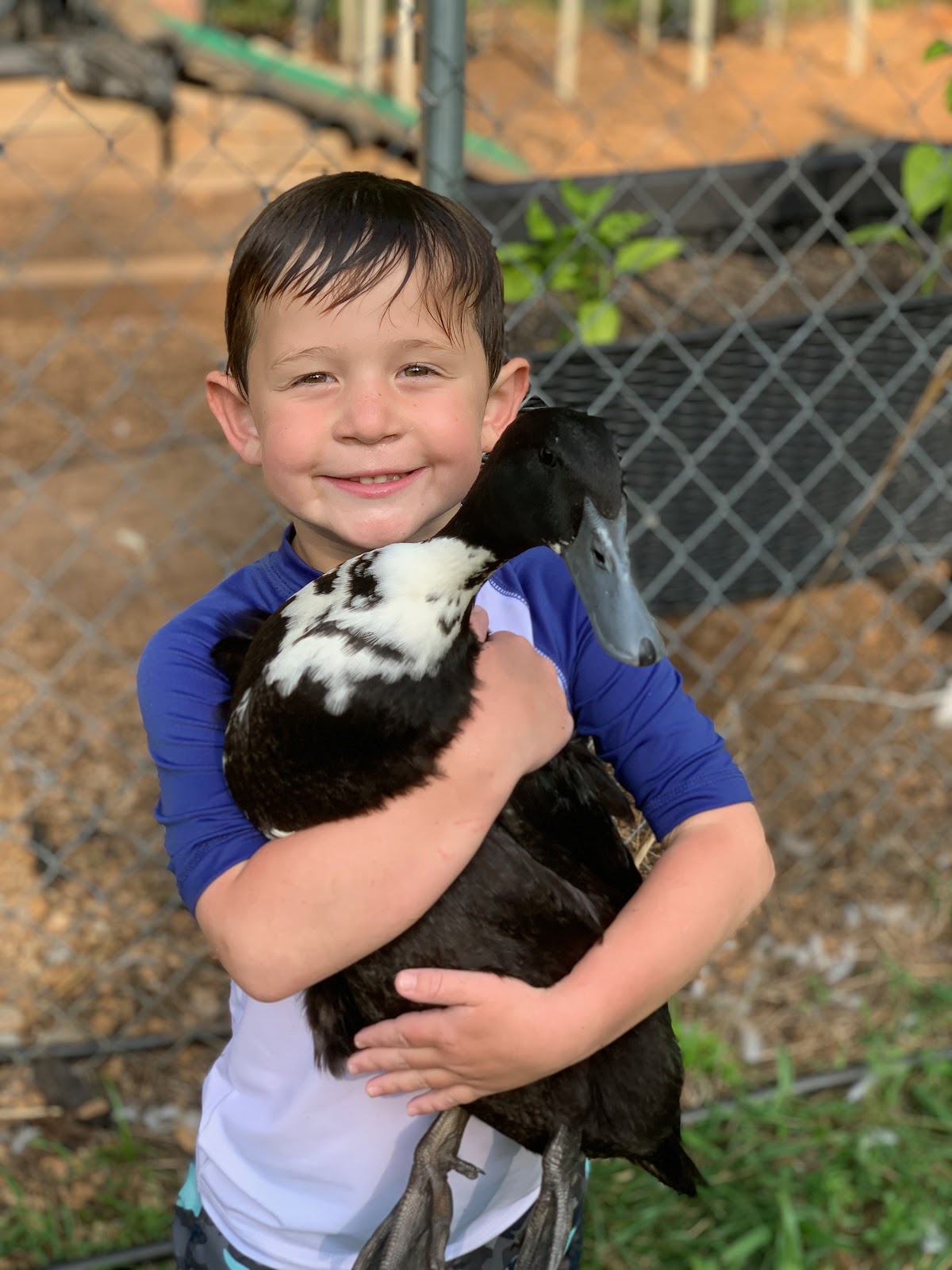 Black Swedish Duckling