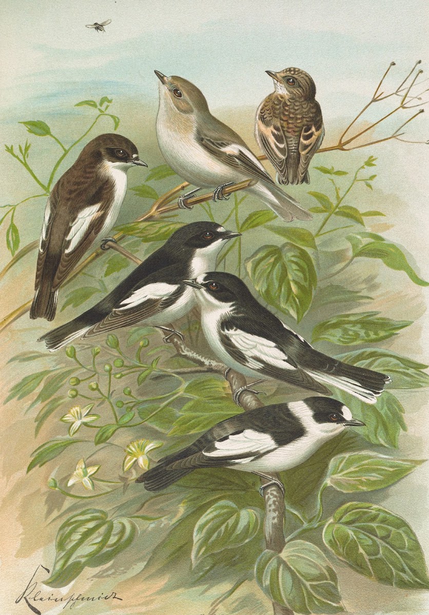 Muscicapa atricapill Muscicapa collaris semitorquata Muscicapa collaris Bechst