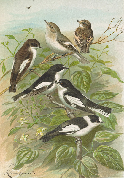Muscicapa atricapill Muscicapa collaris semitorquata Muscicapa collaris Bechst