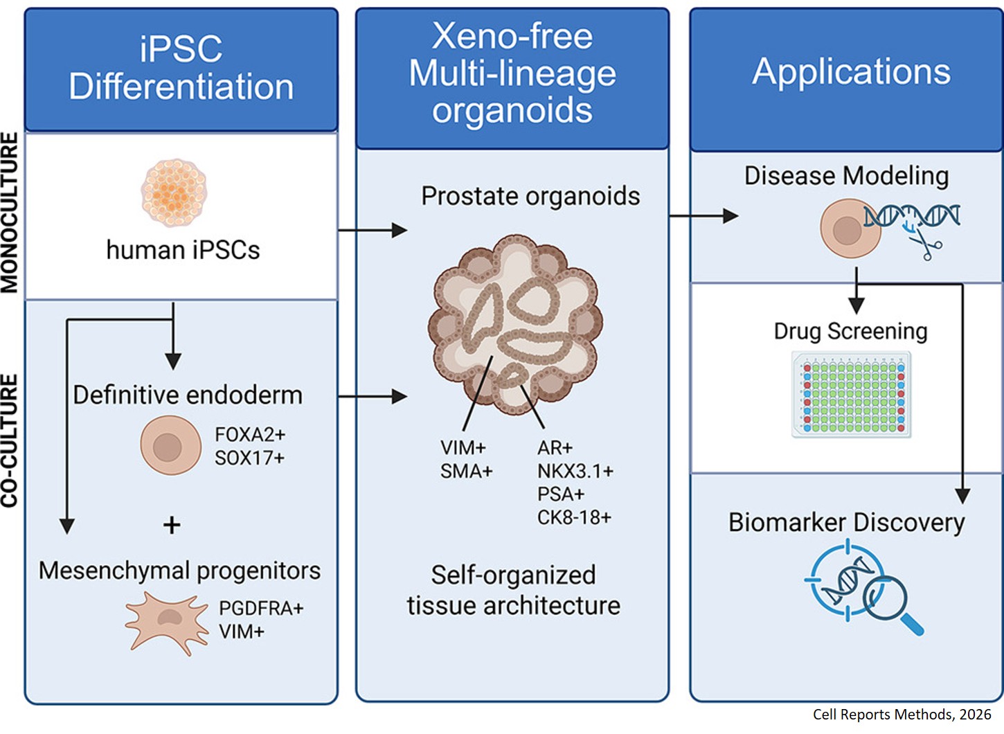 A xeno-free human iPSC-derived prostate organoid platform for multilineage differentiation and genetic manipulation