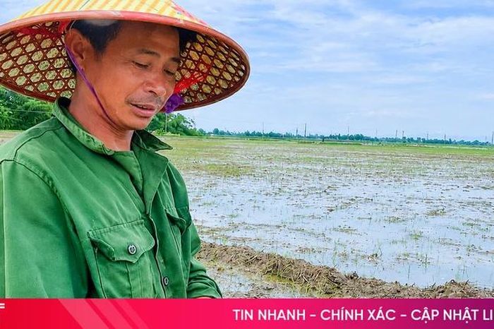 Ốc bươu vàng bùng phát, nông dân Can Lộc chật vật cứu lúa - Báo Hà Tĩnh
