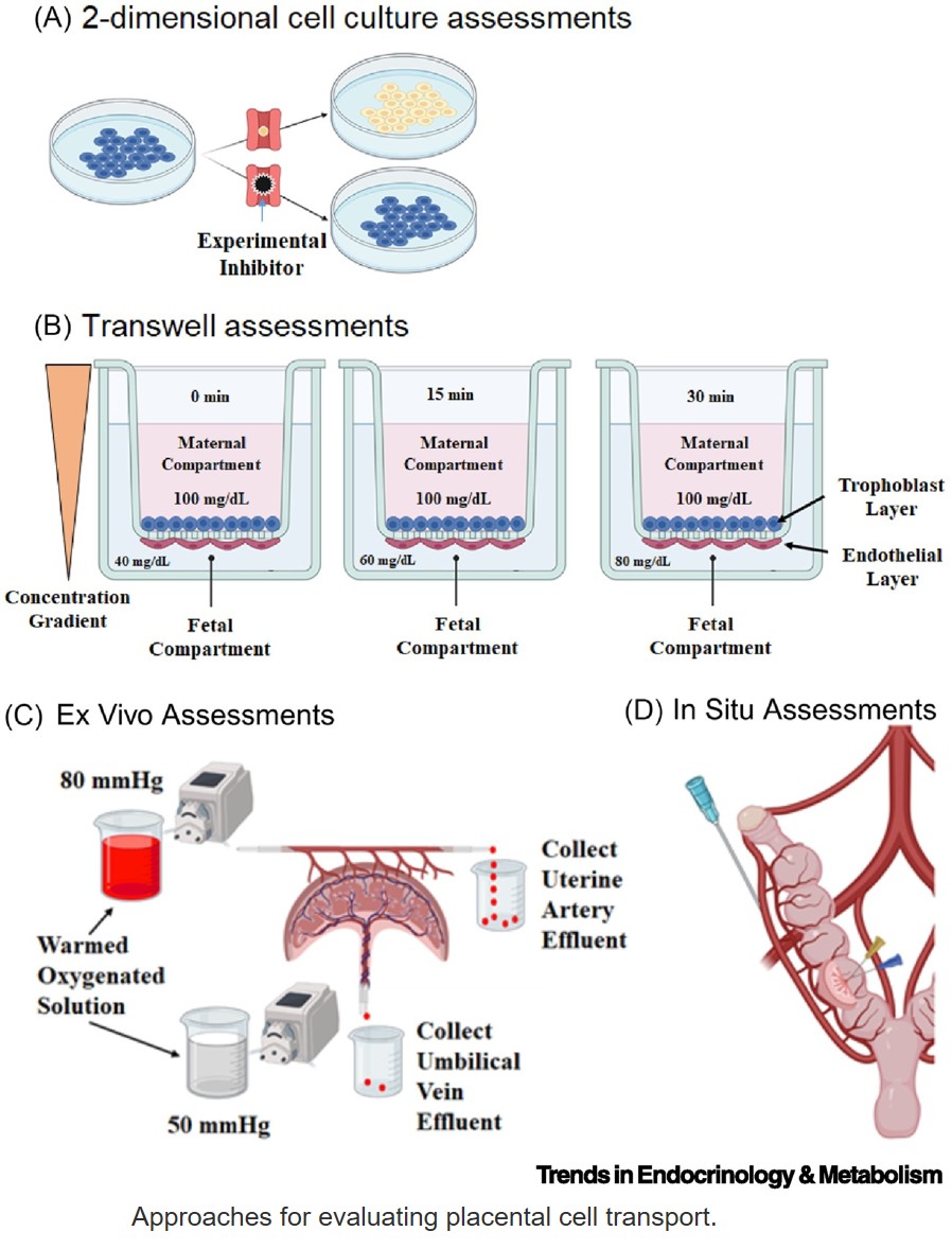 Current approaches and advances in placental toxicology