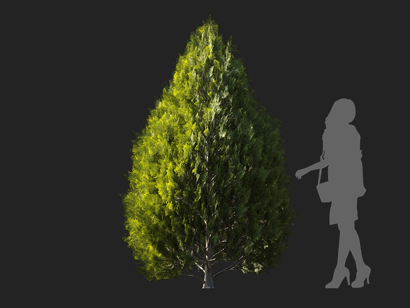 Maxtree - Plant Models Vol.122