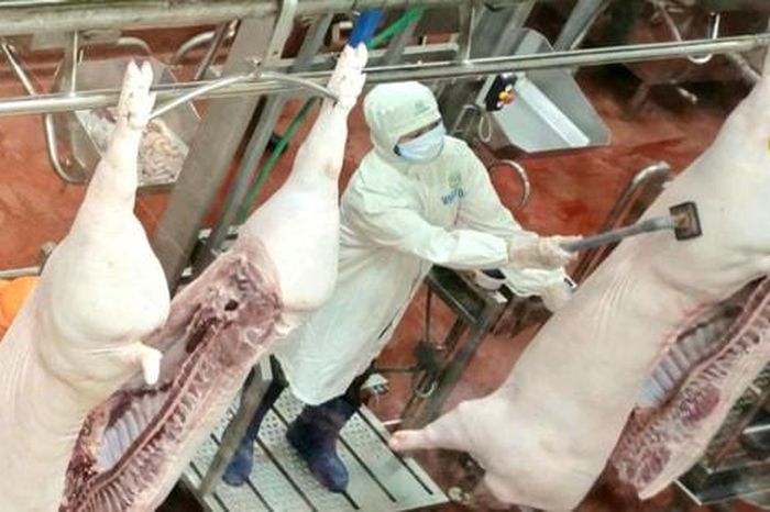 Giết mổ công nghiệp: Bước tiến trong kiểm soát thực phẩm - Báo Hà Nội Mới