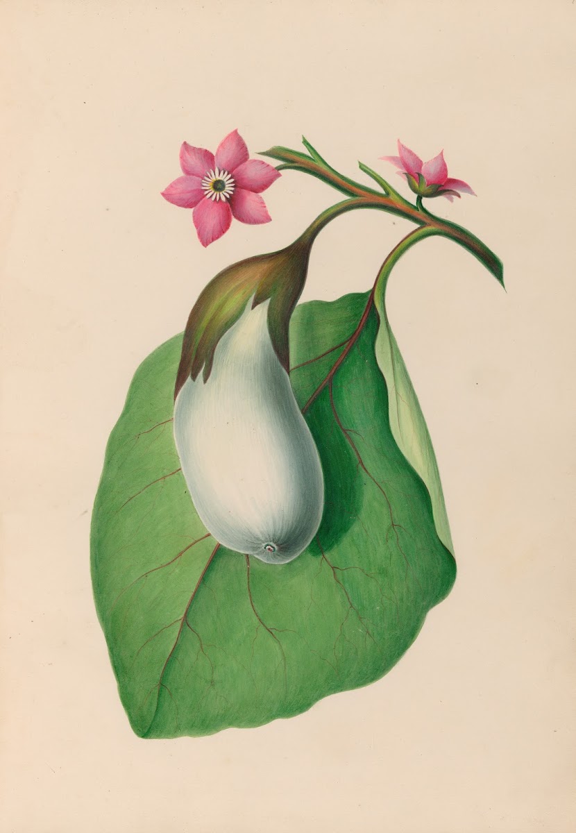 Drawings of tropical flowers and fruits from South America Pl07 1830