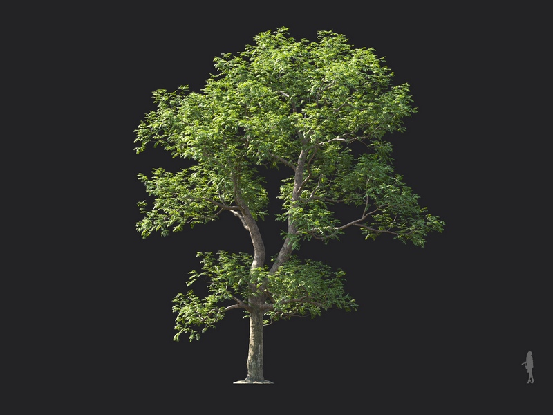 Maxtree - Plant Models Vol.124