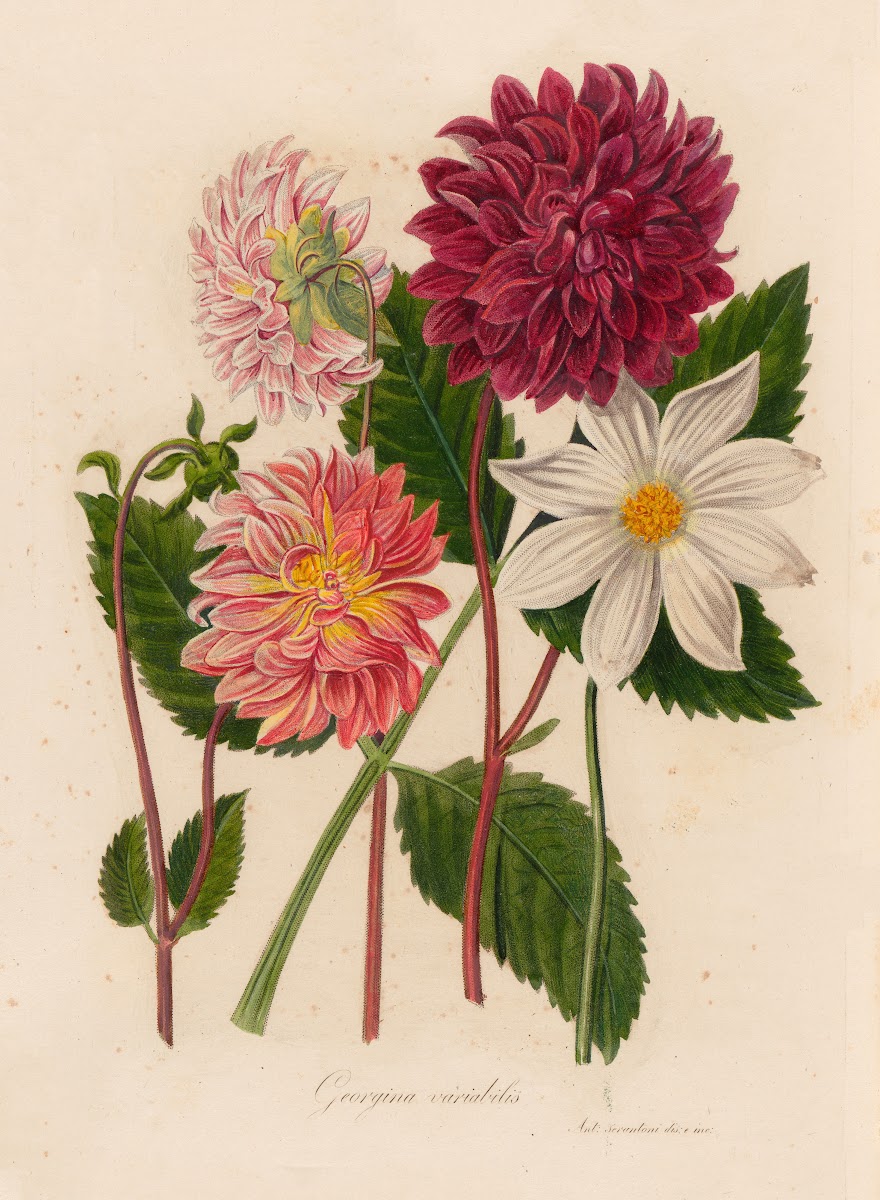 Georgina variabilis 1818 1824