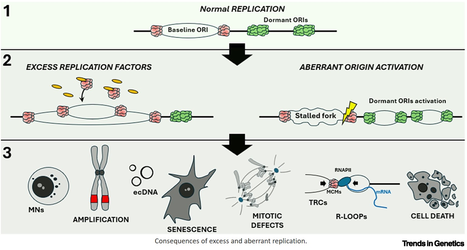 A tool to control excess replication