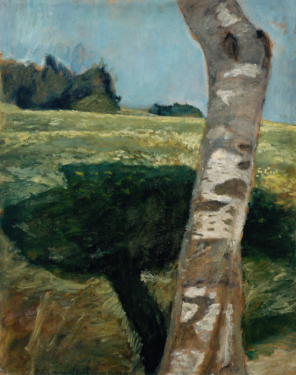 Birch trunk circa 1902 1903