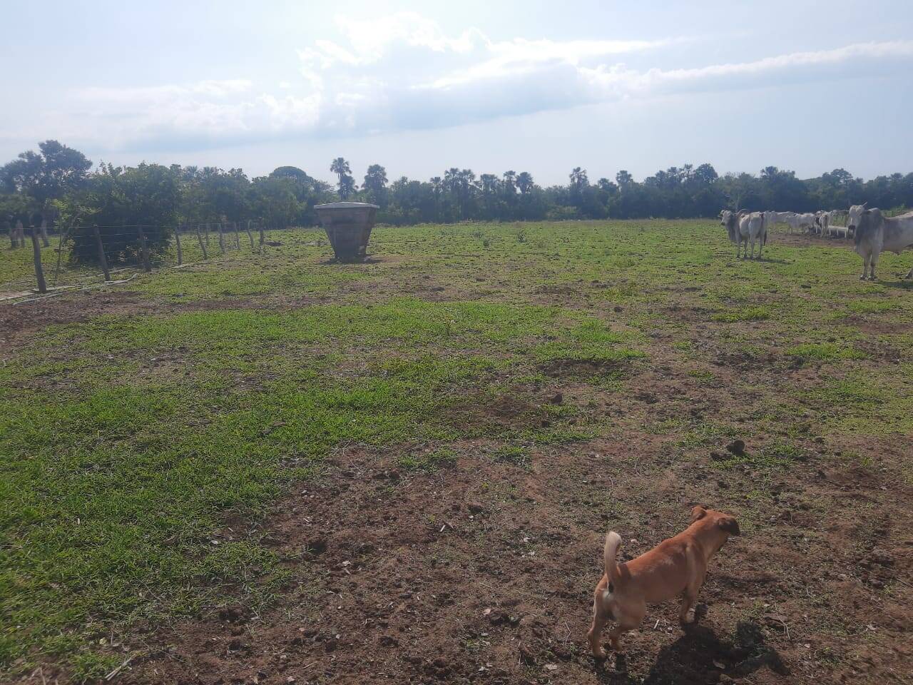 Fazenda em Niquelândia - GO 5
