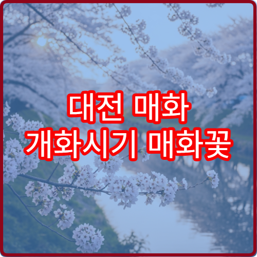 대전 매화 개화시기 매화꽃 절정 예상