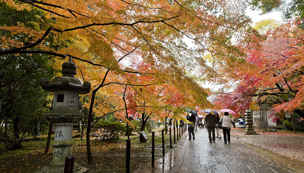 紅葉　光明寺