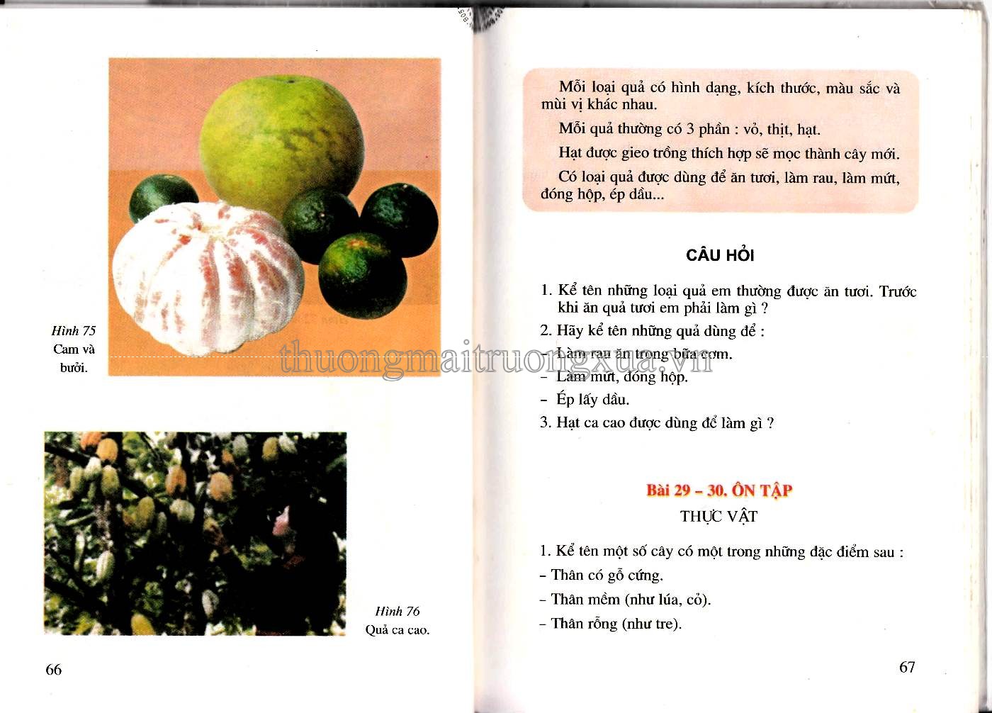 Tự nhiên xã hội 3 (2001) - Trang 34