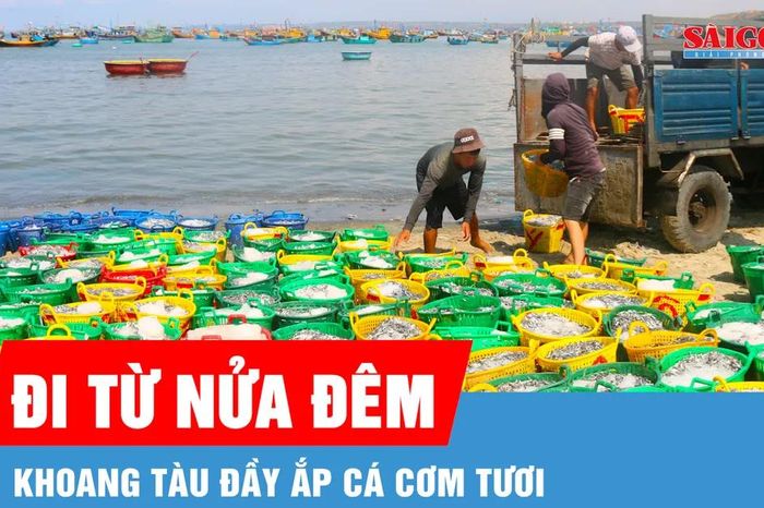 Ngư dân Mũi Né trúng đậm cá cơm - Báo Sài Gòn Giải Phóng