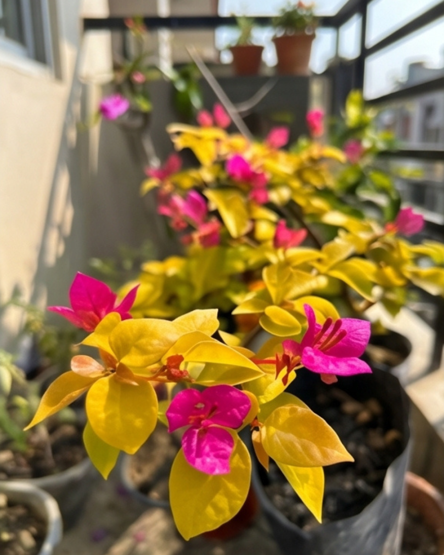Imported Luminous Bougainvillea Plant — view 4