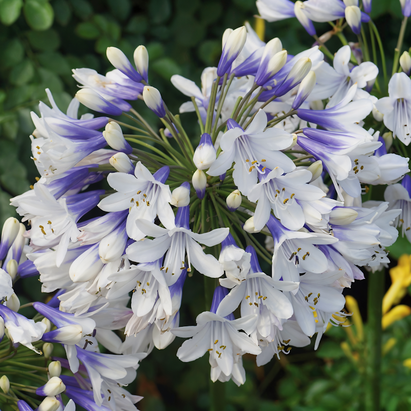 Agapanthus Twister con infiorescenze bicolori bianco e blu in piena fioritura