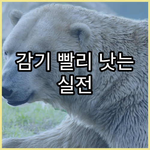 감기 빨리 낫는 실전 관리법과 오해 정리