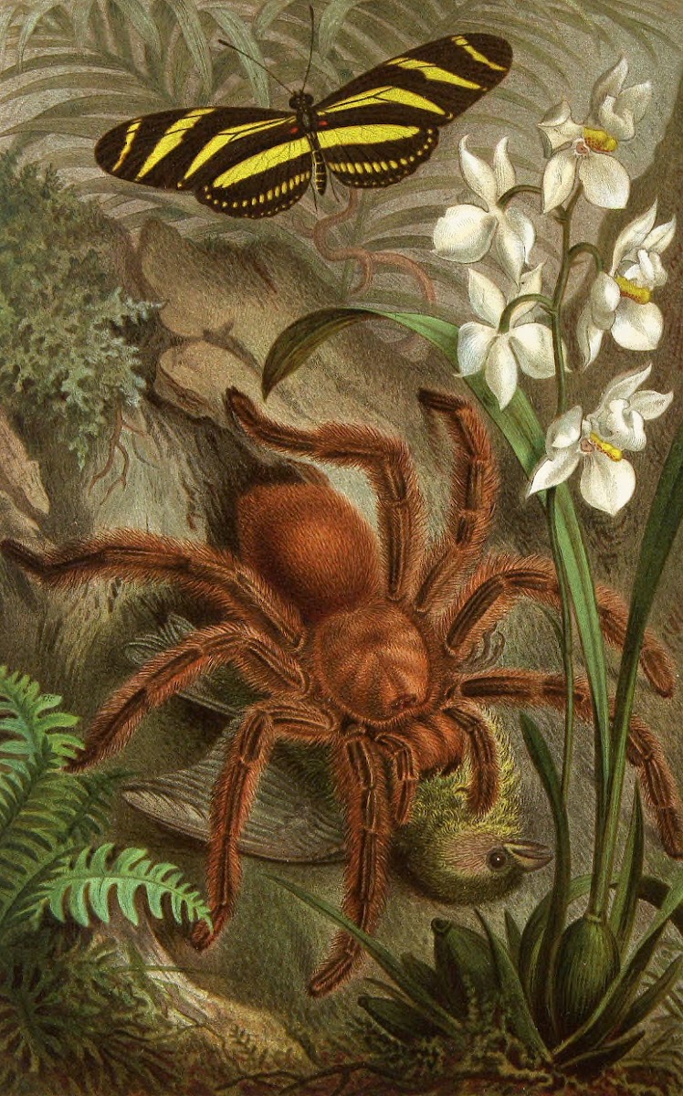 Die Insekten Tausendfussler und Spinnen Pl 21 1877