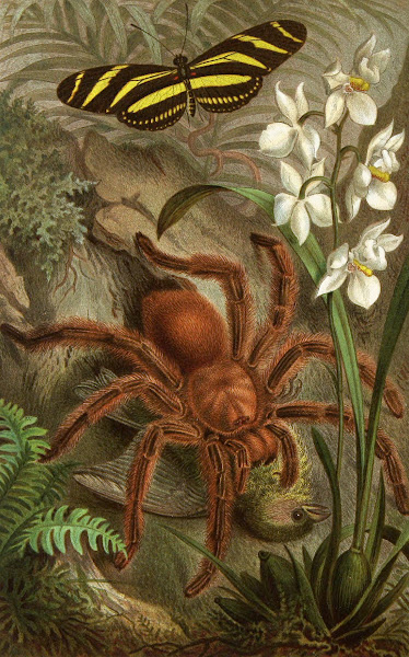 Die Insekten Tausendfussler und Spinnen Pl 21 1877