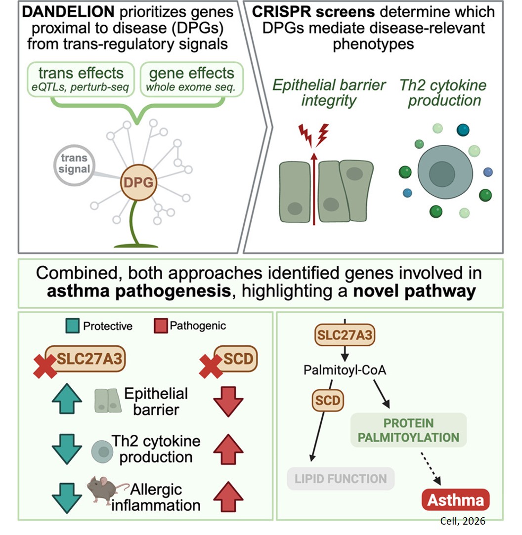 Trans-regulatory gene mapping prioritizes disease drivers in asthma