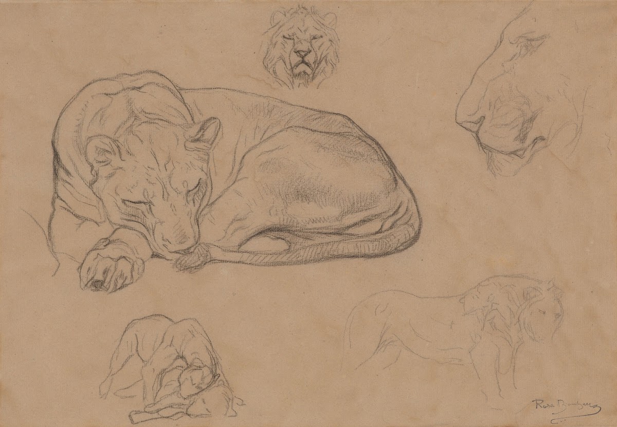 Studies of Lions ca 1860