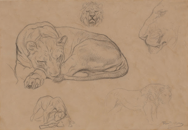 Studies of Lions ca 1860