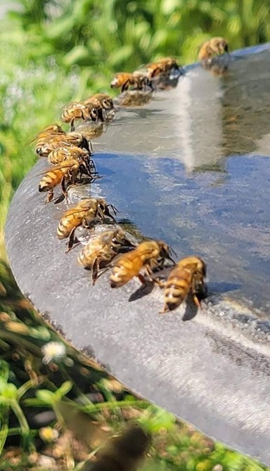 bee bath