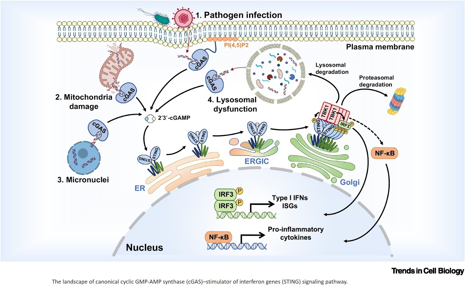 Organelle-specific signaling of cGAS–STING
