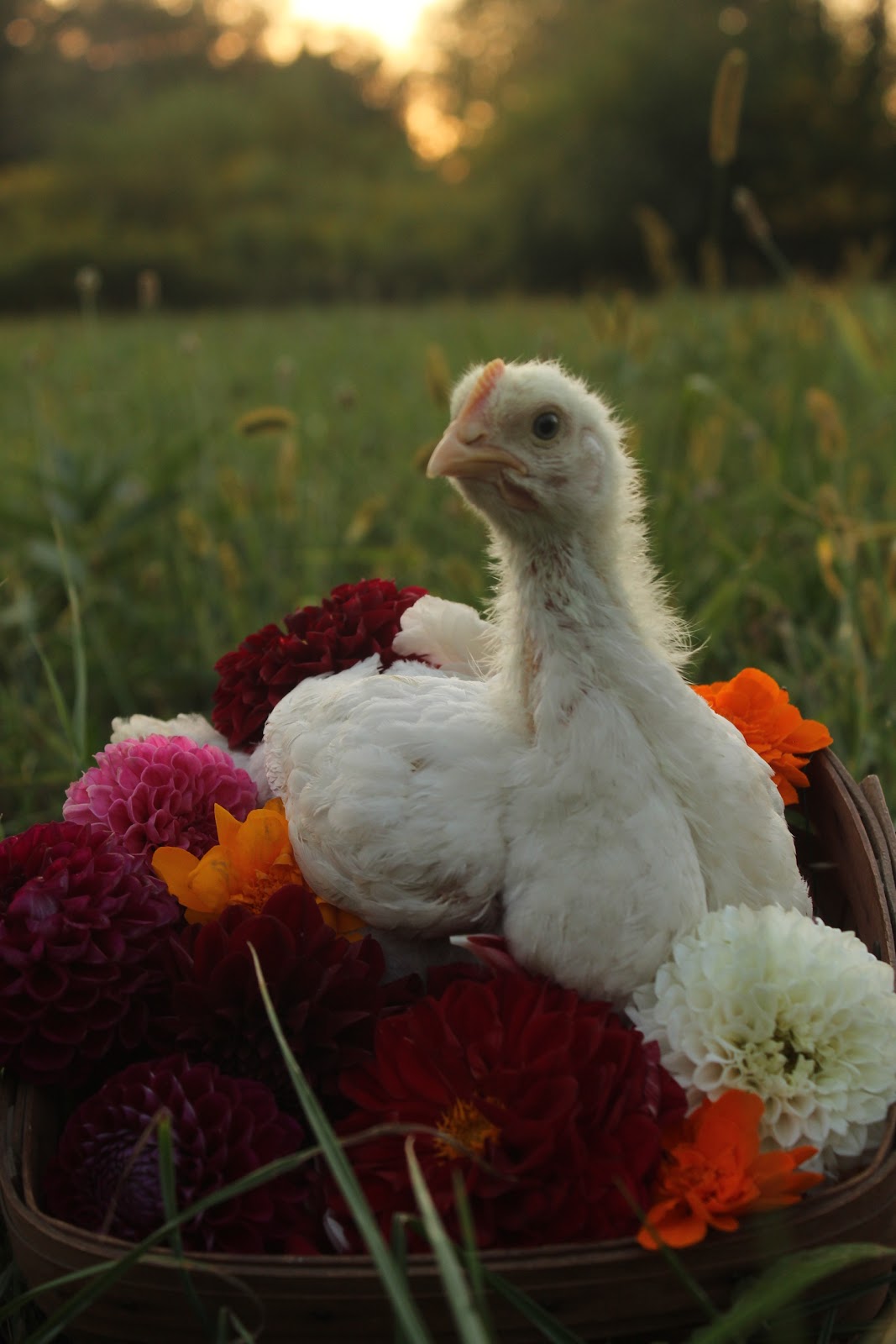 Cornish Cross Chicks