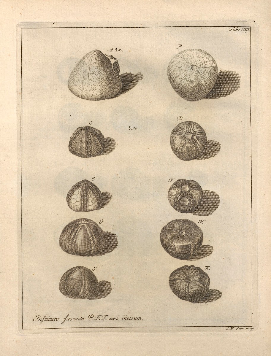 Naturalis Dispositio Echinodermatum Natural Arrangement of Echinoderms Pl13 1734