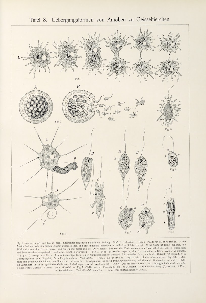 Uebergangsformen von Amóben zu Geisseltierchen 1909