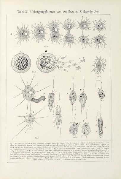 Uebergangsformen von Amóben zu Geisseltierchen 1909