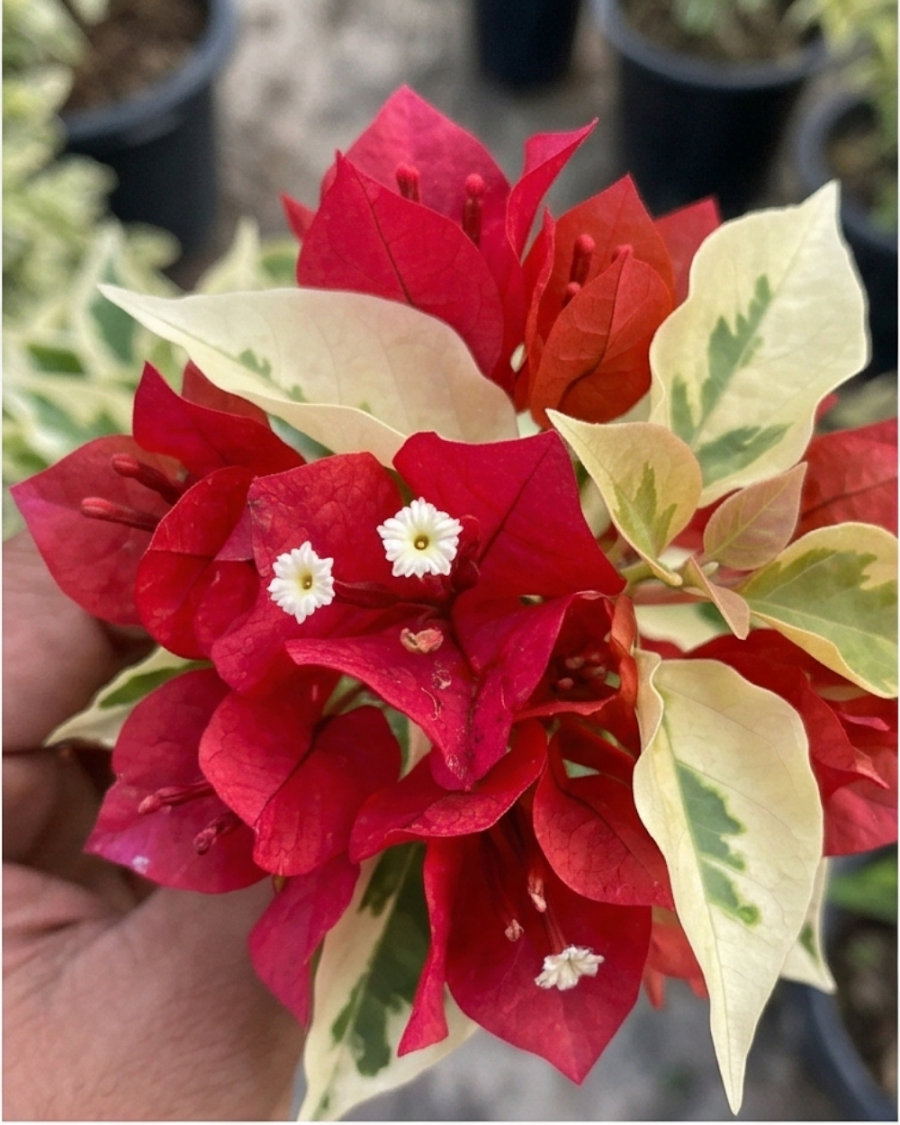 Imported Dragon Flame Red Bougainvillea Plant — view 2