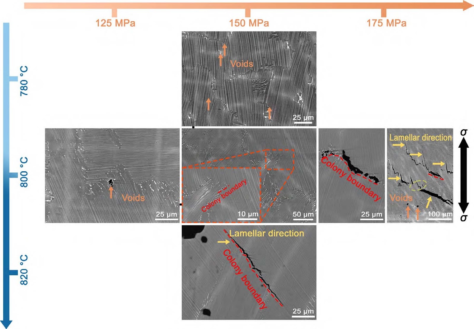 Creep behavior and fracture mechanism of high Al/Nb-containing TiAl alloy