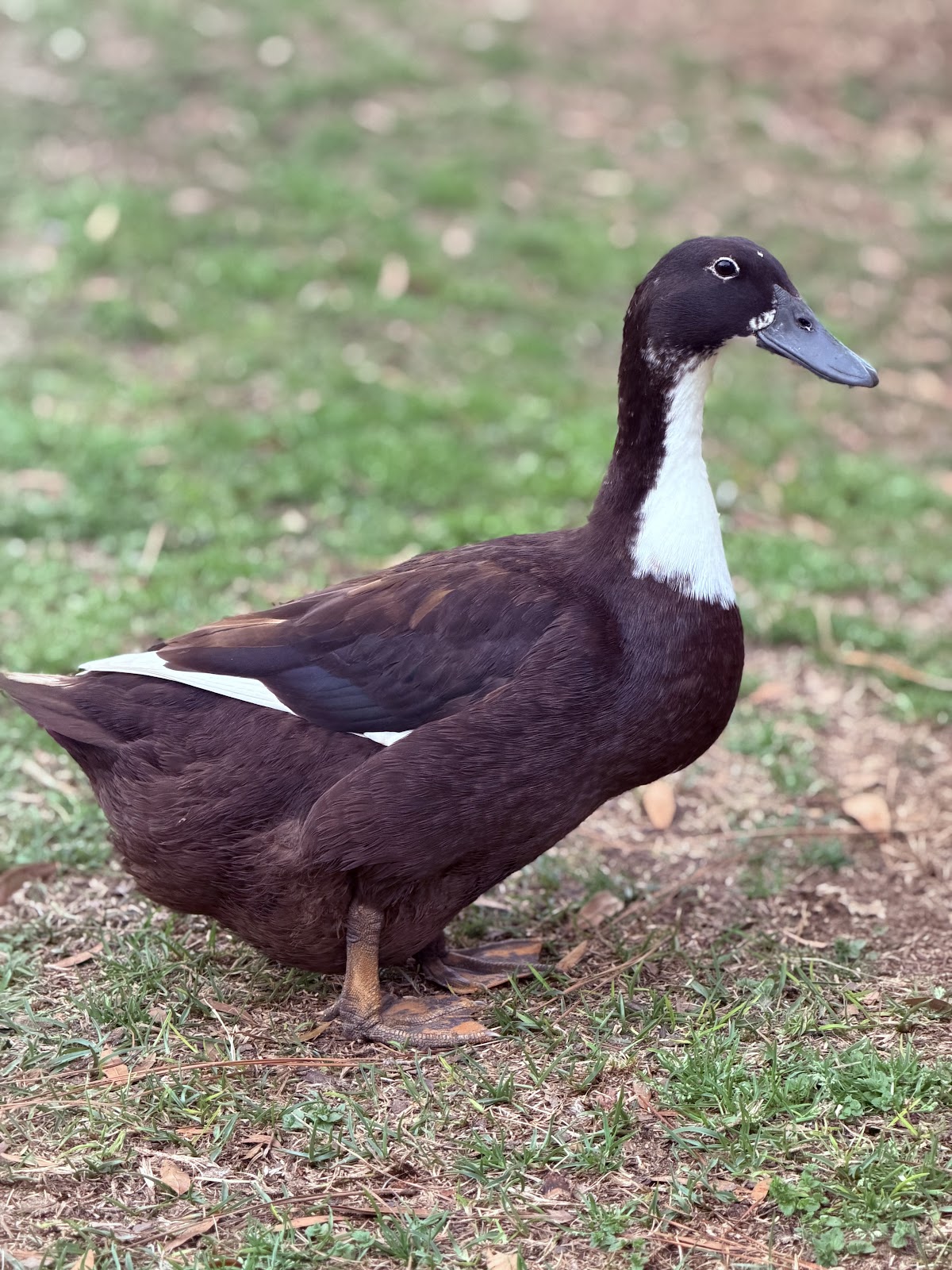 Golden 300 Hybrid Duckling