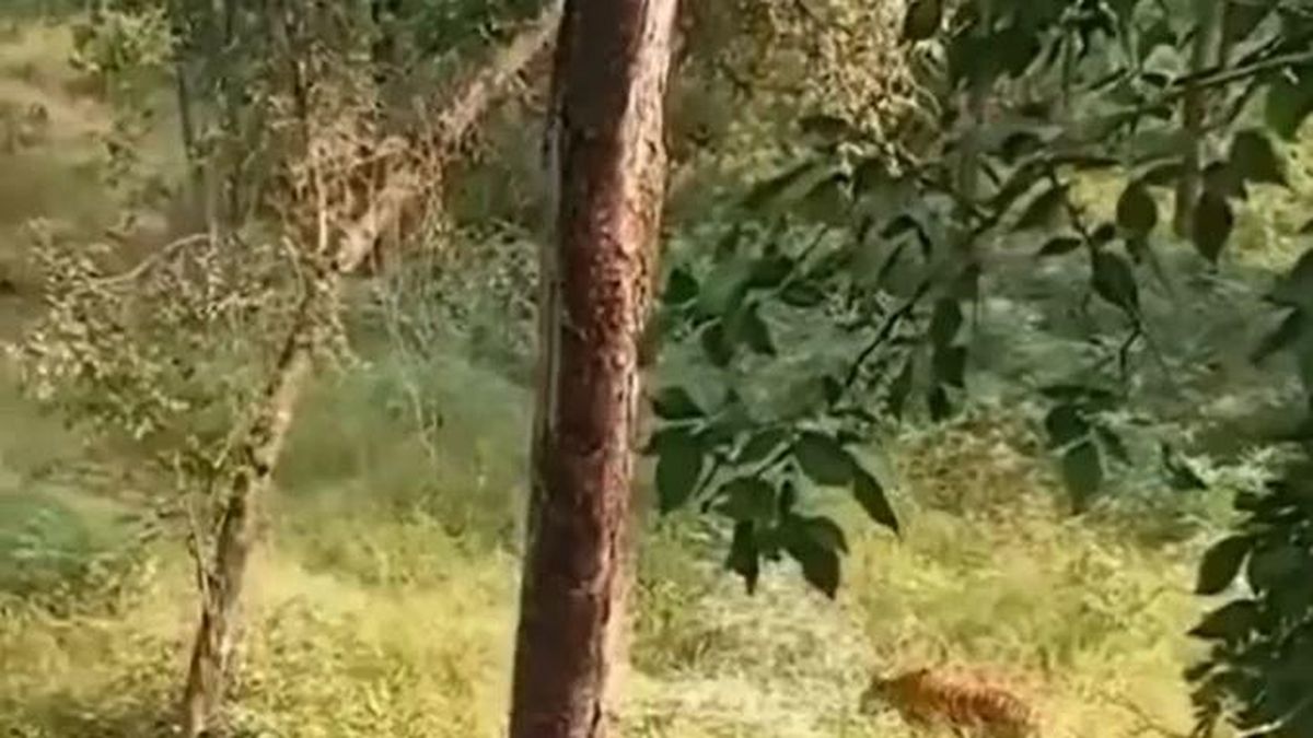 Hai kiểm lâm leo tít lên ngọn cây tránh hổ dữ, diễn biến sau đó khiến nhiều người hồi hộp - Tạp chí Doanh Nghiệp Việt Nam