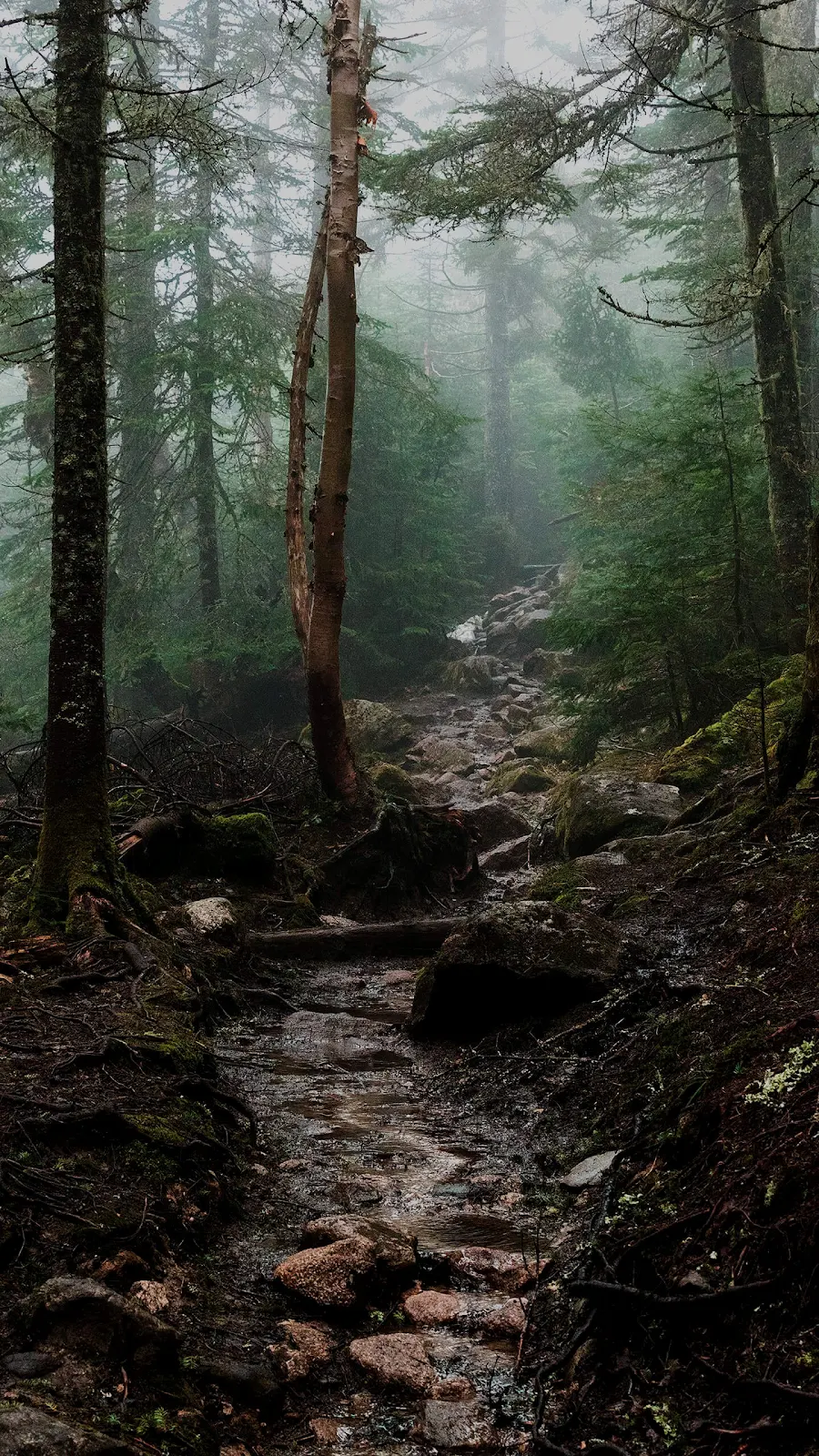 A Cool Forest Aesthetic, Aesthetics, Forest, Marconi Union, Plant 2K iPhone Wallpaper for Free Download in High Quality [1440x2560]