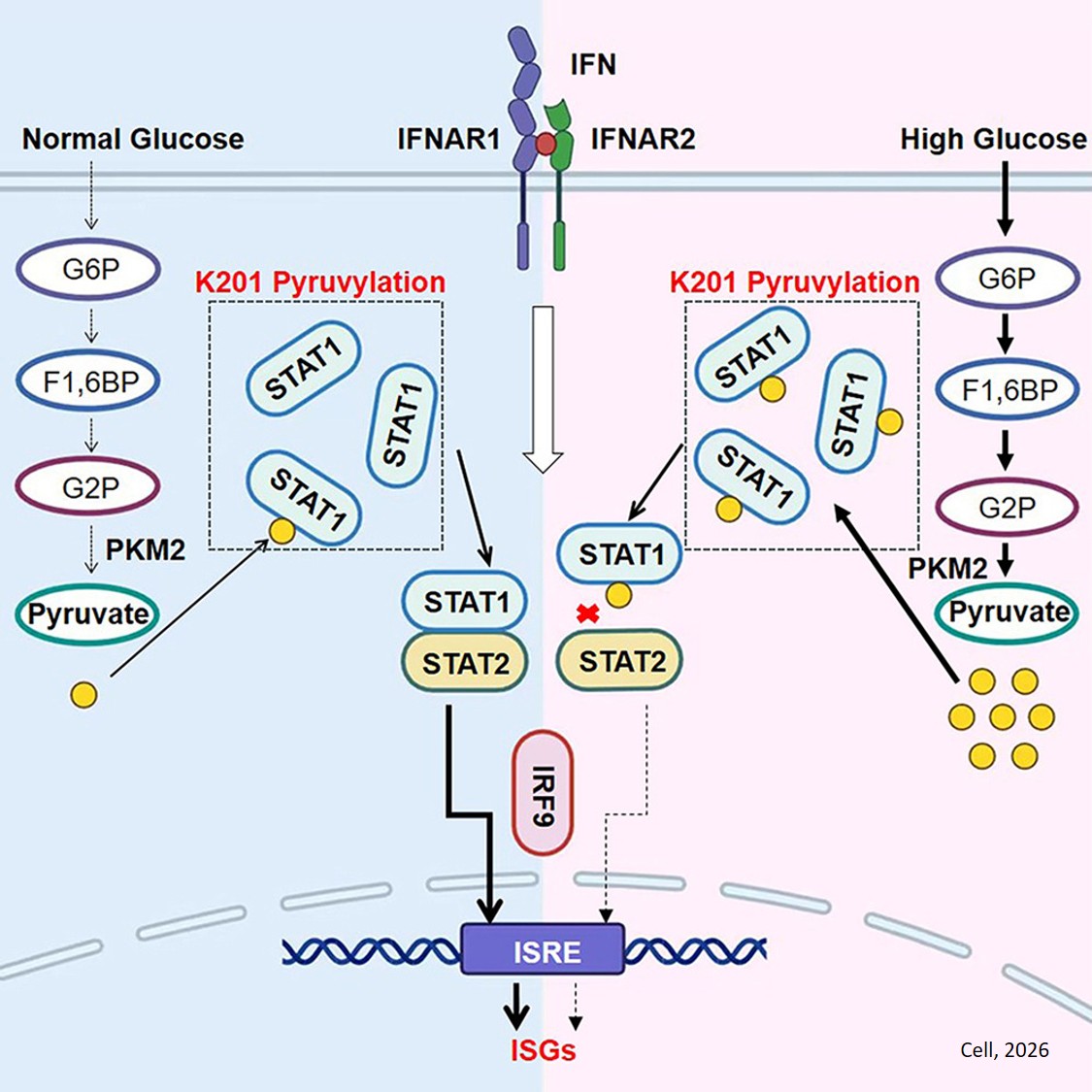 Pyruvate is a natural suppressor of interferon signaling by inducing STAT1 protein pyruvylation