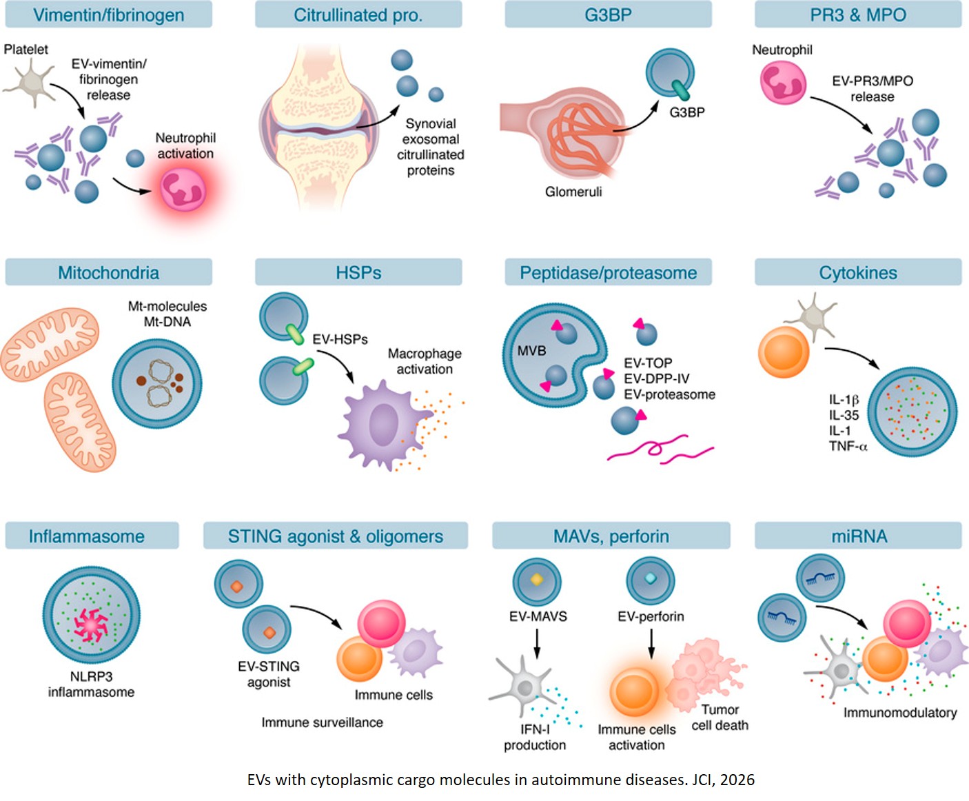 Extracellular vesicles in autoimmune diseases
