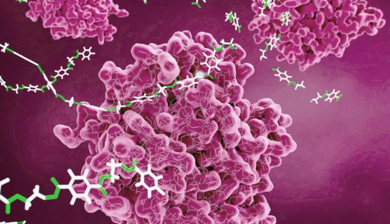 enzyme Serrapeptase 2