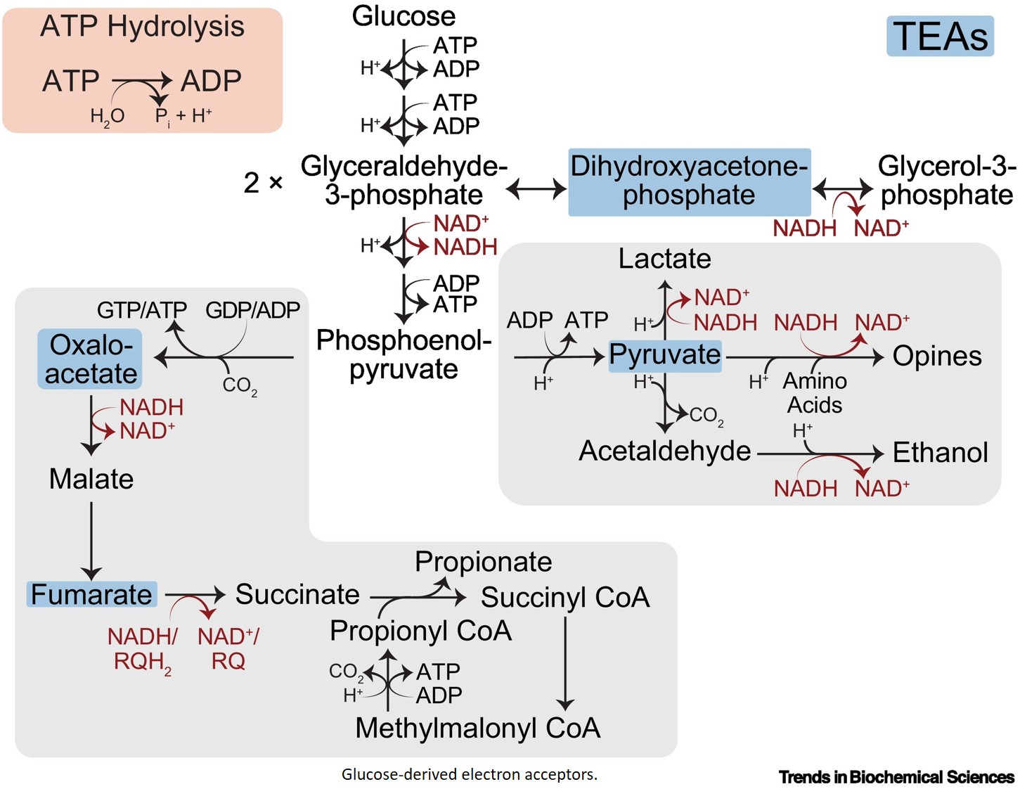 The diversity of terminal electron acceptors across eukaryotes