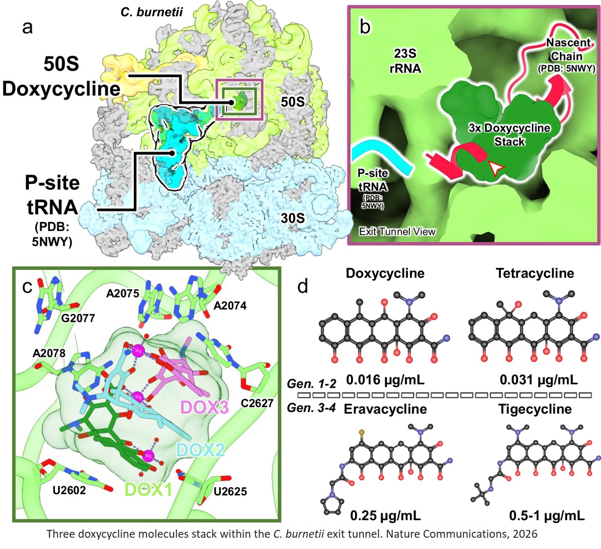New antibiotic mechanisms discovered!