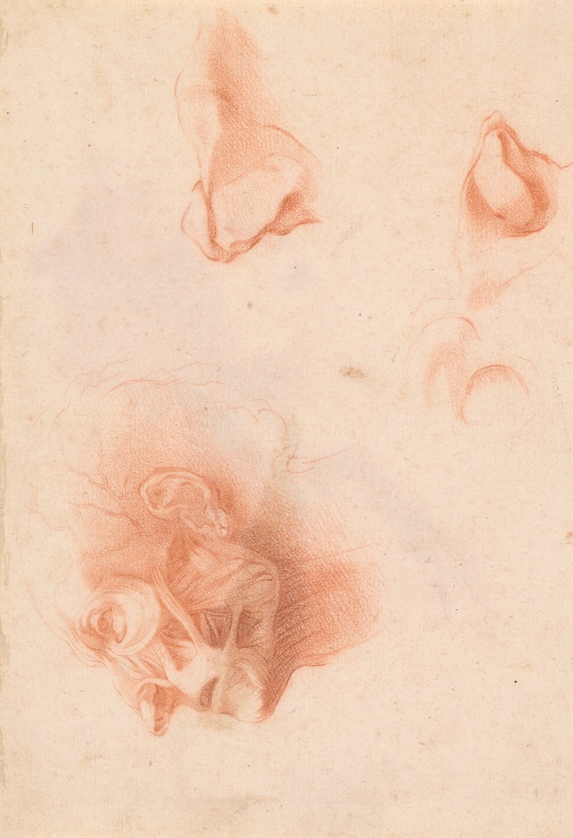 Anatomical Study Face in Profile 18thcentury