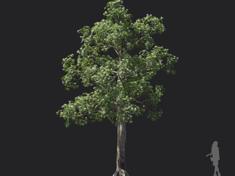 Maxtree - Plant Models Vol.121