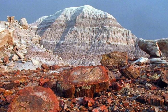 Khu rừng 'đóng băng thời gian' 200 triệu năm giữa sa mạc Mỹ - Báo Tri thức &amp; Cuộc sống