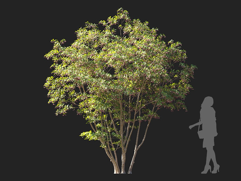Maxtree - Plant Models Vol.122