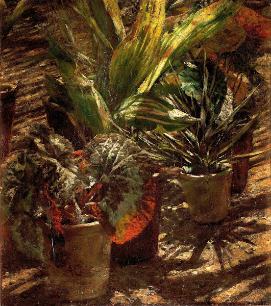 Begonias between 1876 and 1880