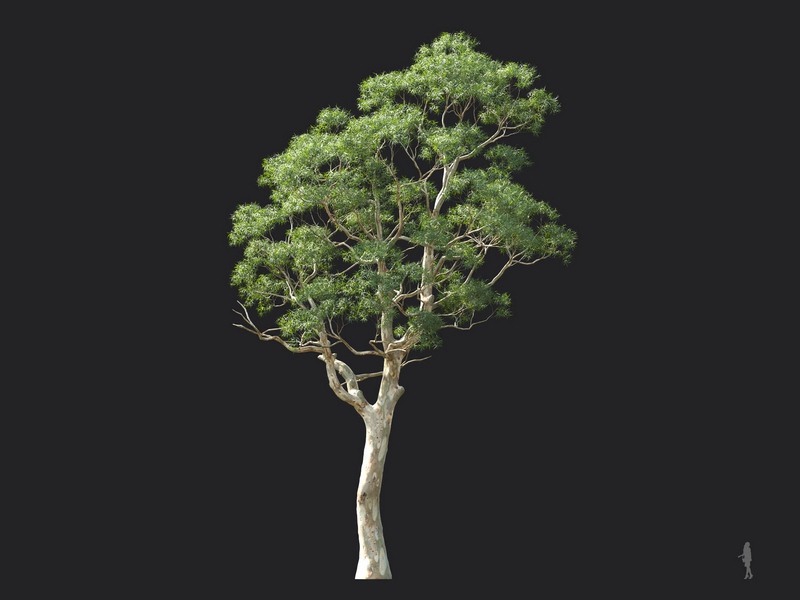 Maxtree - Plant Models Vol.124