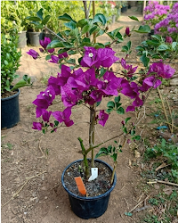 Imported Black Rose Bougainvillea Plant